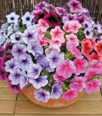 Petúnia Superbissima - zmes - Petunia nana compacta - Semená - 20 ks