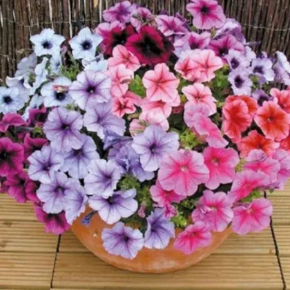 Petúnia Superbissima - zmes - Petunia nana compacta - Semená - 20 ks