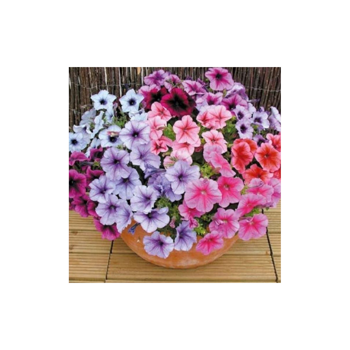 Petúnia Superbissima - zmes - Petunia nana compacta - Semená - 20 ks