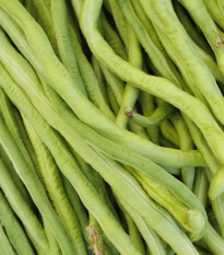 Vigna čínska Metro - Vigna sinensis - semená - 40 ks
