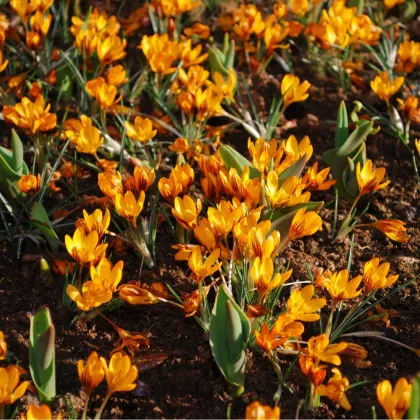 Krókus Orange Monarch - Crocus Chrysanthus - hľuzy krókusu - 3 ks