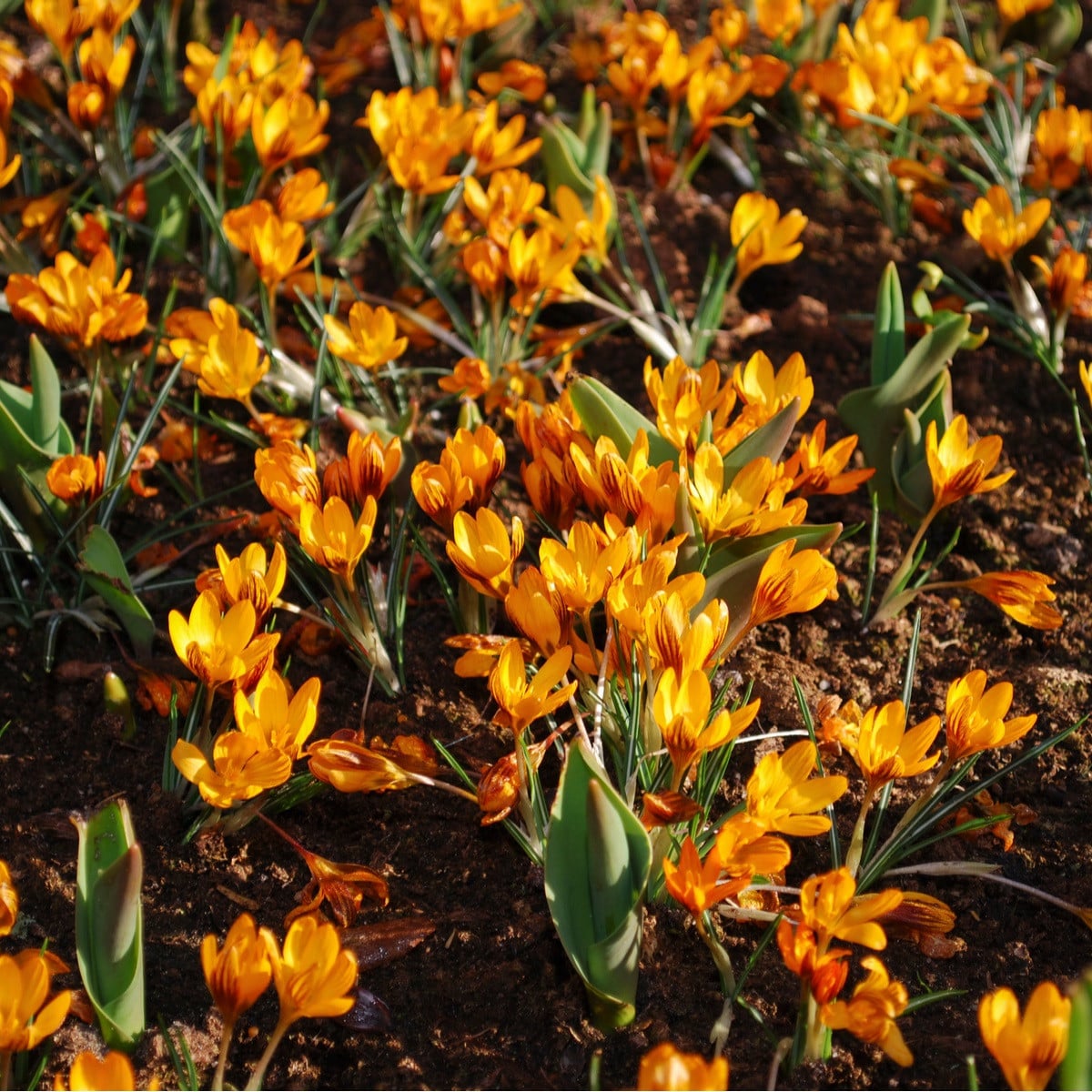 Krókus Orange Monarch - Crocus Chrysanthus - hľuzy krókusu - 3 ks