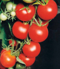 Paradajka Tamina - Paradajka Tamina - Solanum lycopersicum - semená paradajky - 20 ks