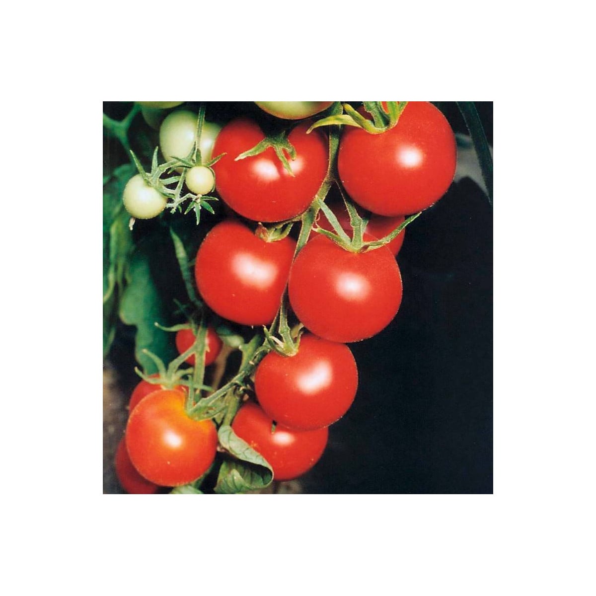 Paradajka Tamina - Paradajka Tamina - Solanum lycopersicum - semená paradajky - 20 ks