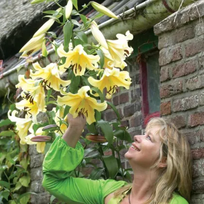Ľalia Honeymoon - Lilium - cibuľoviny - 1 ks