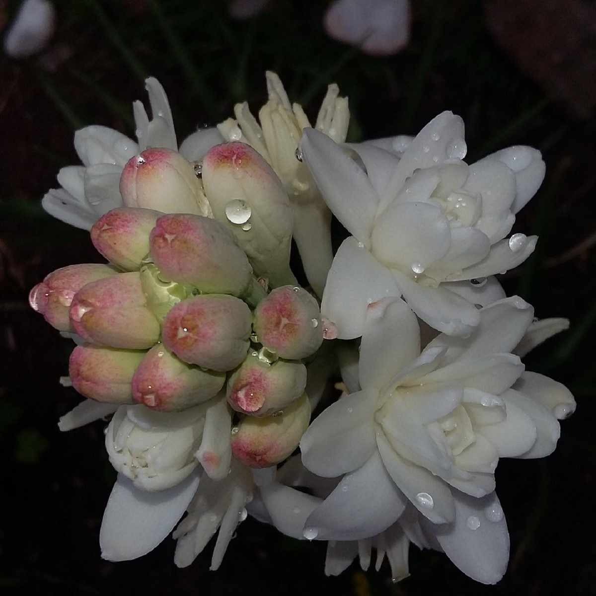 Tuberóza hľuznatá - Polianthes tuberosa - hľuzy tuberózy - 1 ks