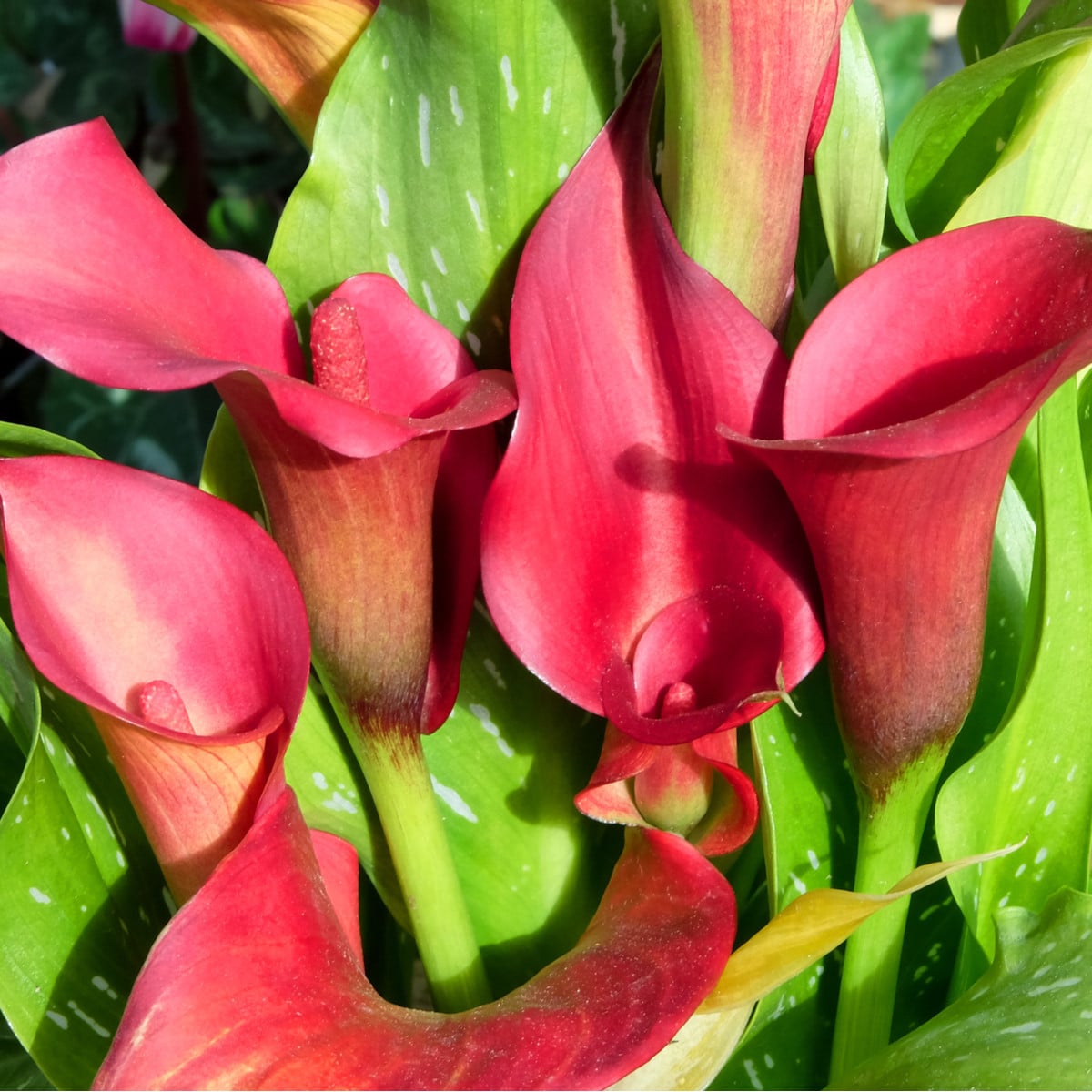 Kala Red Alert - Zantedeschia - hľuzy kaly - 1 ks