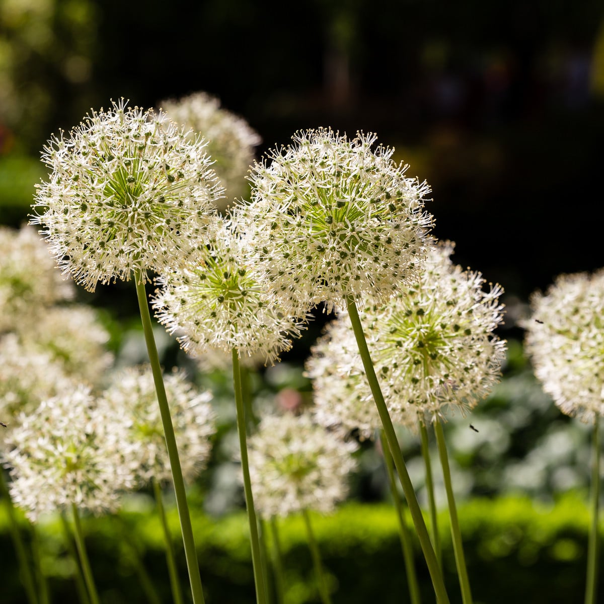 Okrasný cesnak Mont Blanc - Allium - cibuľoviny - 1 ks