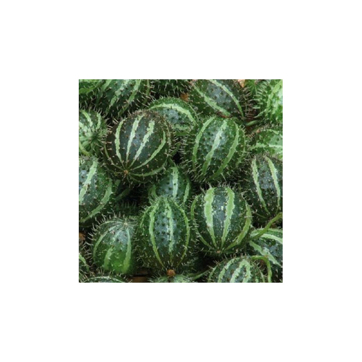 Uhorka egrešová - Cucumis myriocarpus - semená uhorky - 6 ks
