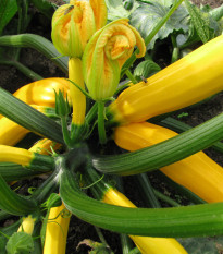 Cuketa Saffron F1 - Cucurbita pepo - semená - 7 ks