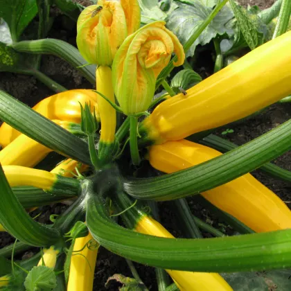 Cuketa Saffron F1 - Cucurbita pepo - semená - 7 ks