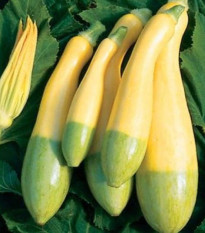 Cuketa Zephyr F1 - Cucurbita pepo - semená cukety - 6 ks