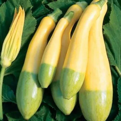 Cuketa Zephyr F1 - Cucurbita pepo - semená cukety - 6 ks
