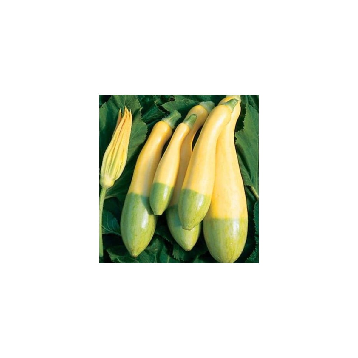 Cuketa Zephyr F1 - Cucurbita pepo - semená cukety - 6 ks