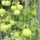Balónovec nafúknutý Ballonwein - Cardiospermum halicacabum - semená - 15 ks