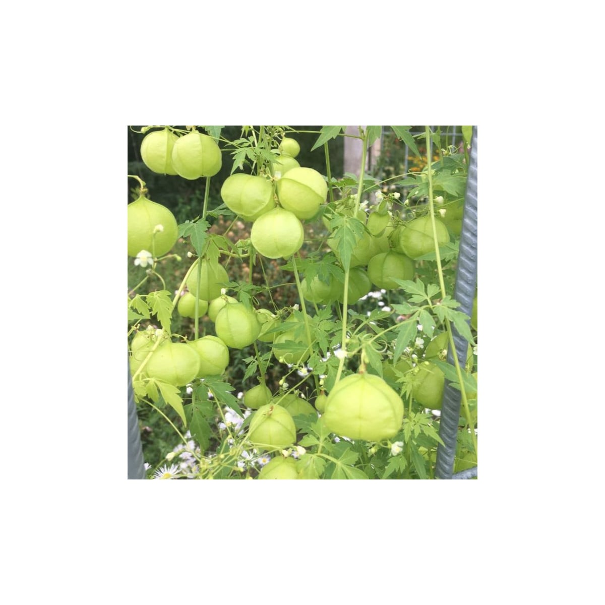 Balónovec nafúknutý Ballonwein - Cardiospermum halicacabum - semená - 15 ks