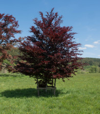 Buk lesný Atropurpurea - Fagus sylvatica atropurpurea - semená - 7 ks