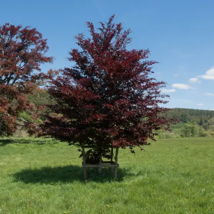 Buk lesný Atropurpurea - Fagus sylvatica atropurpurea - semená - 7 ks