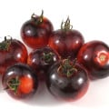 BIO paradajka Black Zebra - Solanum lycopersicum - bio semená paradajky - 7 ks