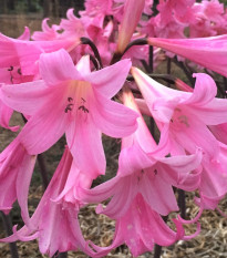 Amarylis Belladonna - Amaryllis - cibuľoviny - 1 ks