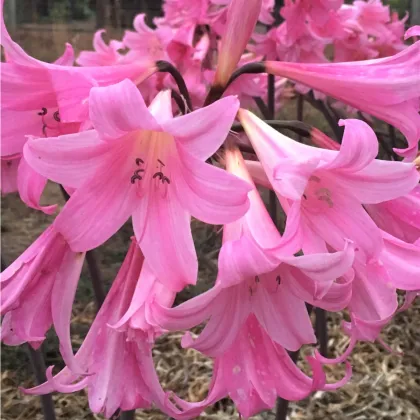 Amarylis Belladonna - Amaryllis - cibuľoviny - 1 ks