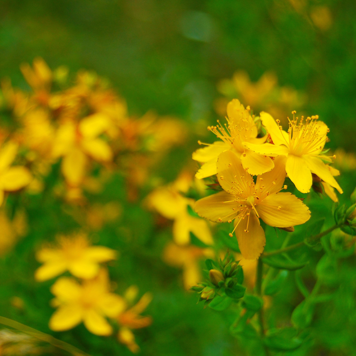 Ľubovník bodkovaný - Hypericum perforatum - semená ľubovníka - 300 ks