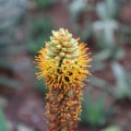 Aloe castanea - Aloe castanea - semená aloe - 6 ks
