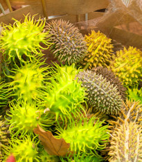 Okrasná uhorka - Cucumis insignis - semená -  6 ks