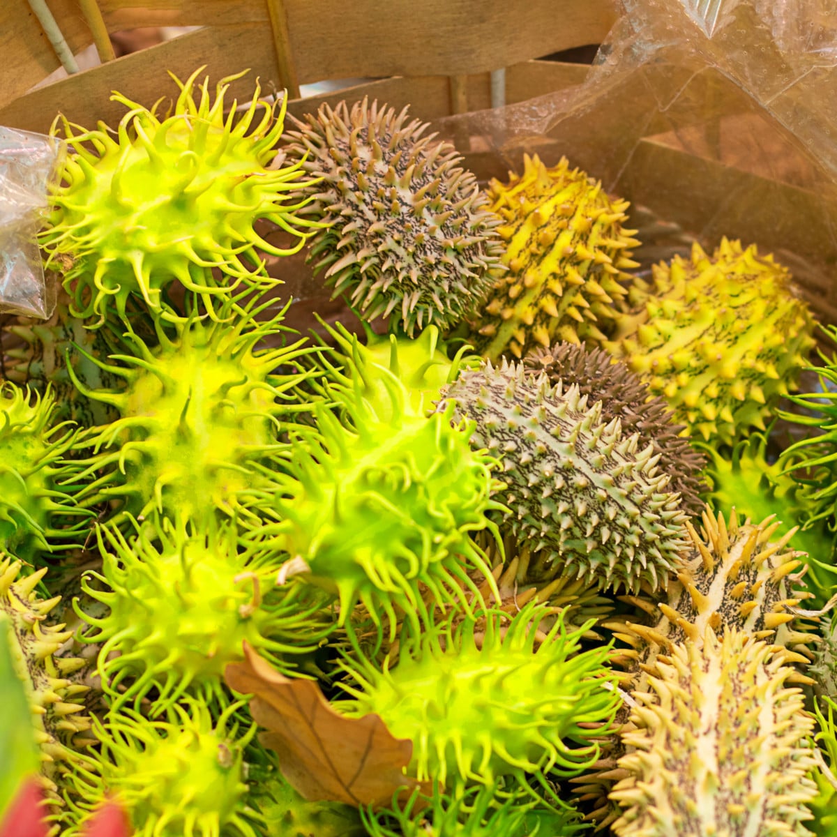 Okrasná uhorka - Cucumis insignis - semená -  6 ks