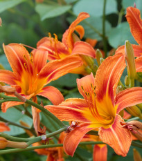 Ľalia cibuľkonosná - Lilium bulbiferum - semená ľalie - 5 ks