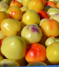 Paprika rajčiaková Nagykuti - Capsicum annuum - semená papriky - 7 ks