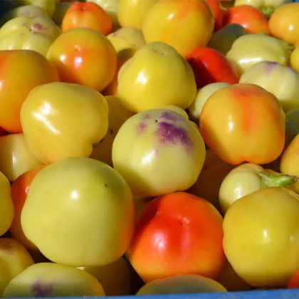 Paprika rajčiaková Nagykuti - Capsicum annuum - semená papriky - 7 ks