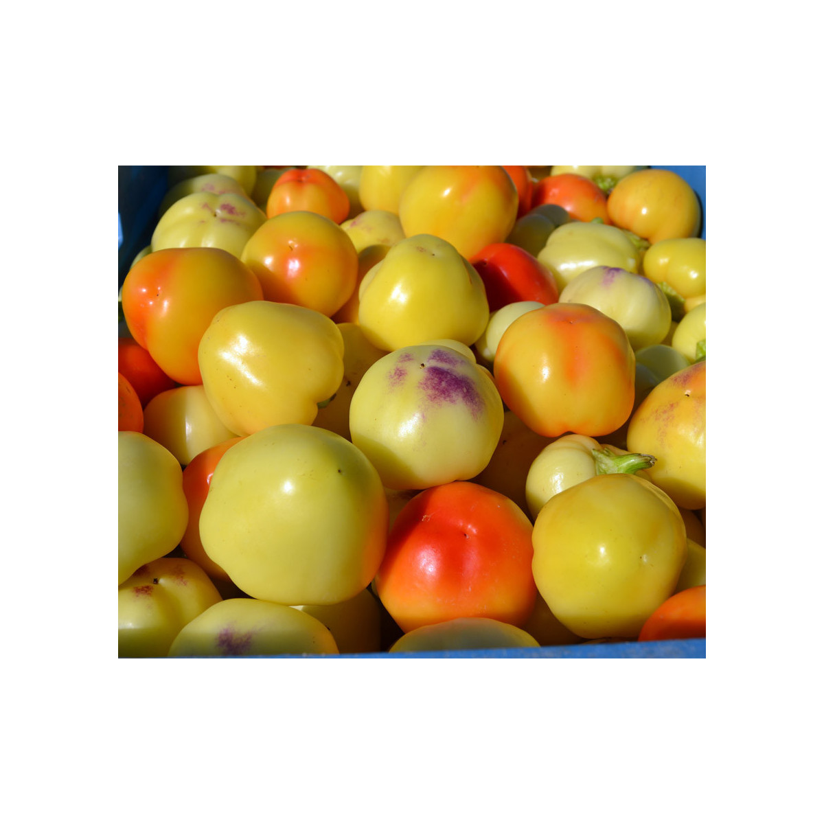 Paprika rajčiaková Nagykuti - Capsicum annuum - semená papriky - 7 ks