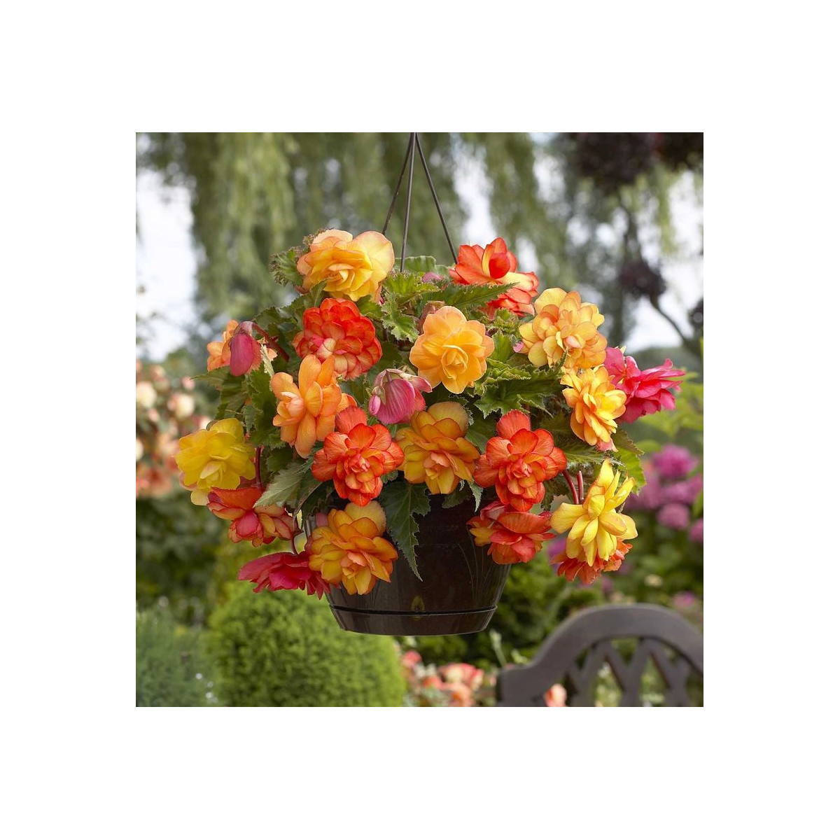 Begónia Golden Balcony - Begonia tuberhybrida - hľuzy begónie - 2 ks