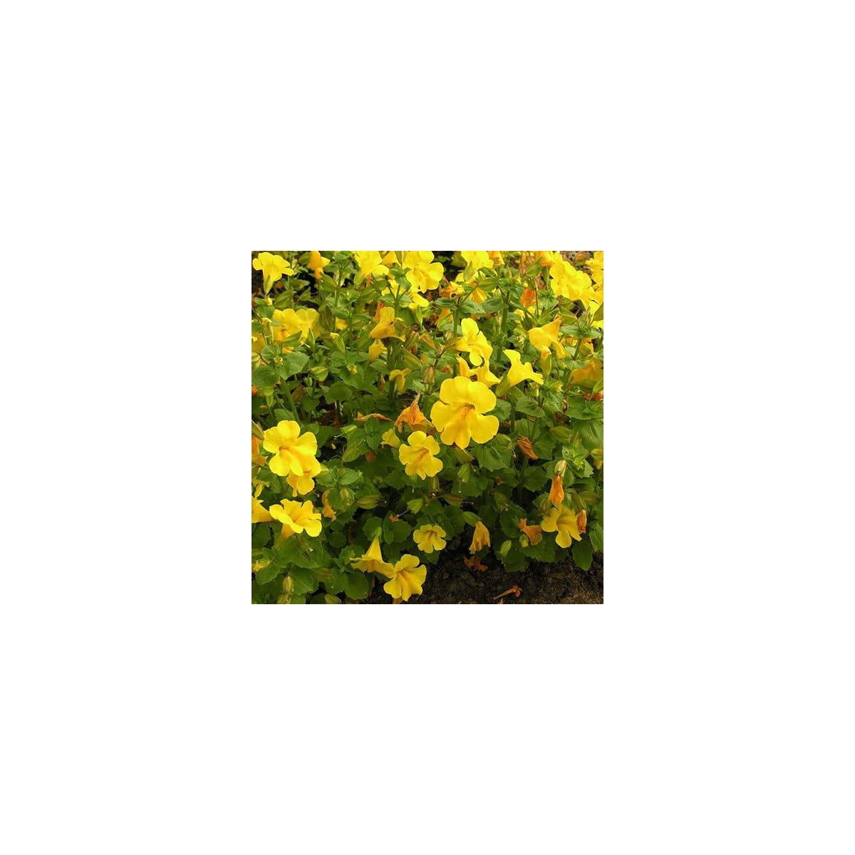 Čarodejka žltá - Mimulus luteus - semená čarodejky - 200 ks