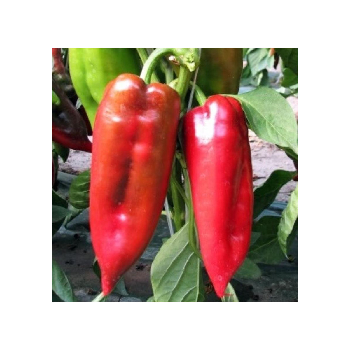 Paprika ročná Rafaelus F1 - Capsicum annuum - semená papriky - 15 ks