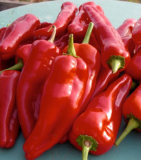 Paprika ročná Radmila F1 - Capsicum annuum - semená papriky - 15 ks