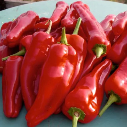 Paprika ročná Radmila F1 - Capsicum annuum - semená papriky - 15 ks