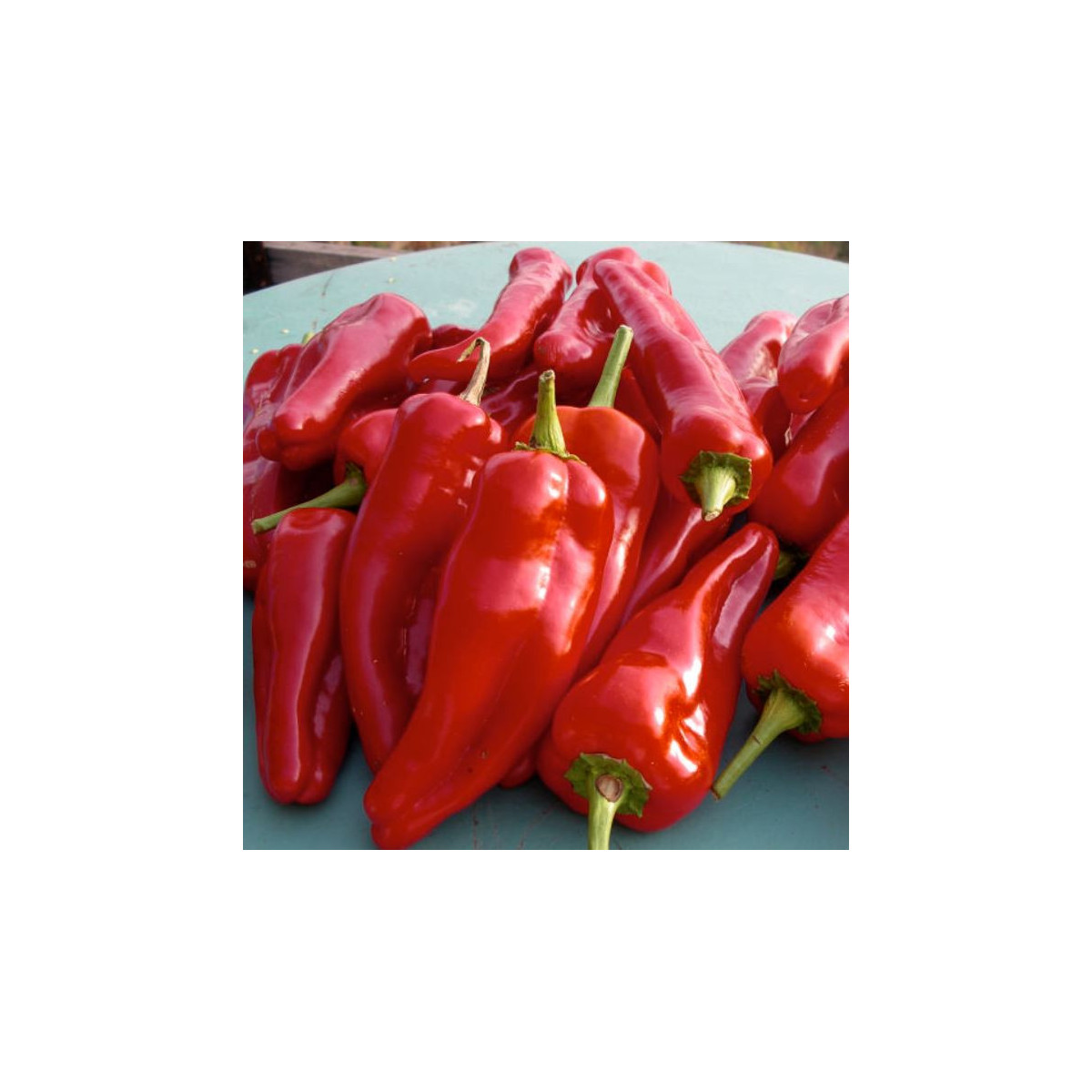 Paprika ročná Radmila F1 - Capsicum annuum - semená papriky - 15 ks