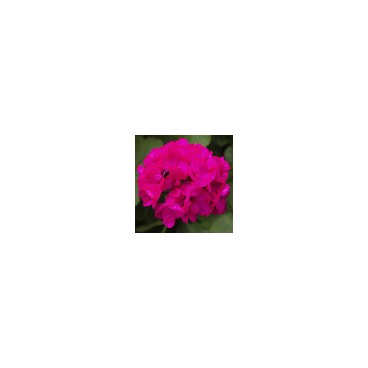 Muškát pásikavý vzpriamený Nekita F1 Deep Rose - Pelargonium zonale - semená - 4 ks