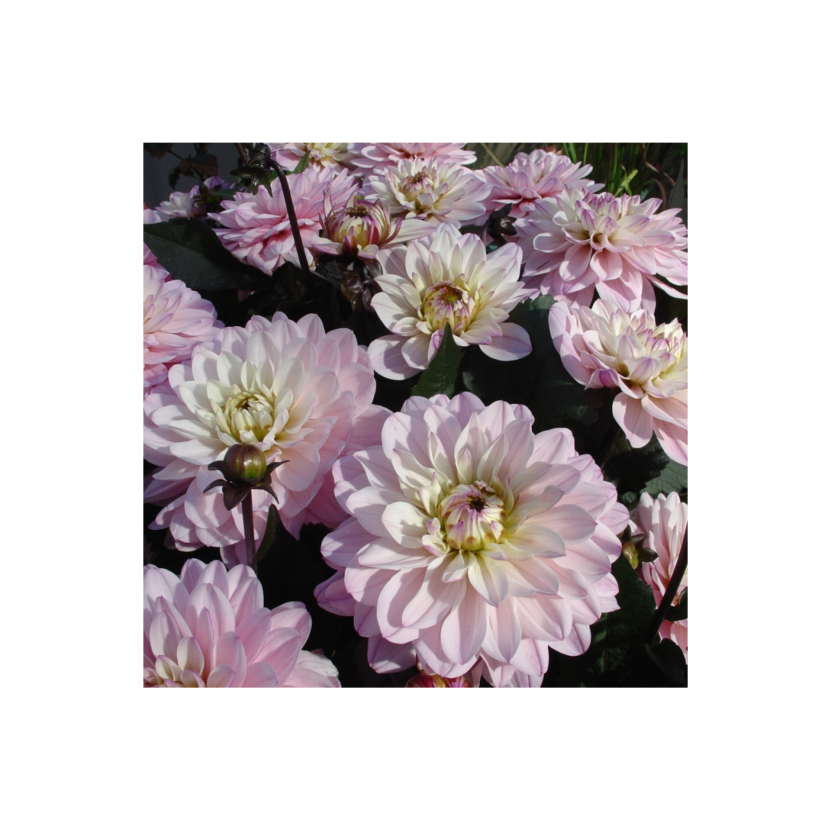 Georgína Melody Harmony - Dahlia - hľuzy georgíny - 1 ks