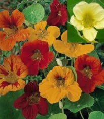 Kapucínka väčšia popínavá zmes farieb - Tropaeolum majus - semená kapucínky - semiačka - 1.5 g