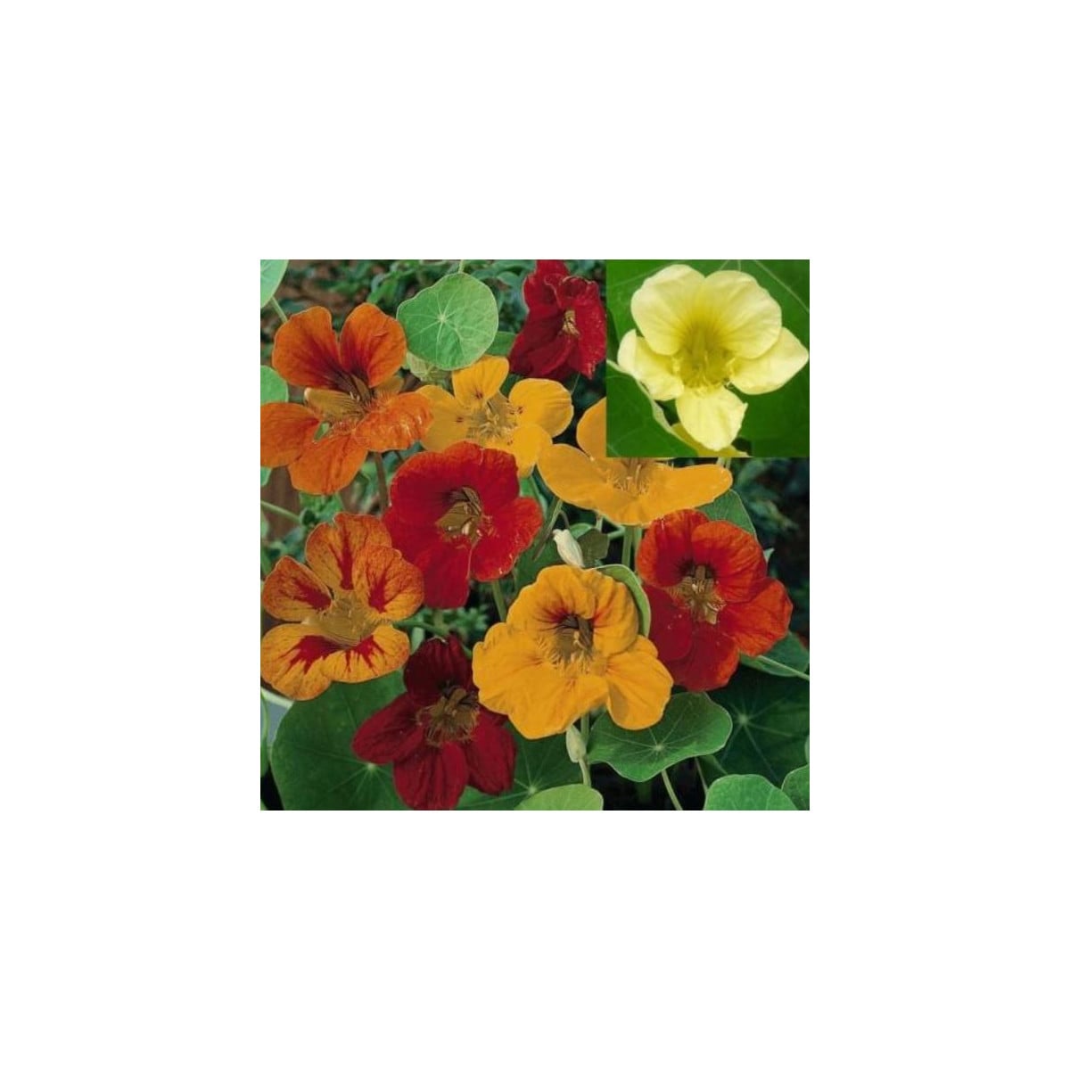 Kapucínka väčšia popínavá zmes farieb - Tropaeolum majus - semená kapucínky - semiačka - 1.5 g