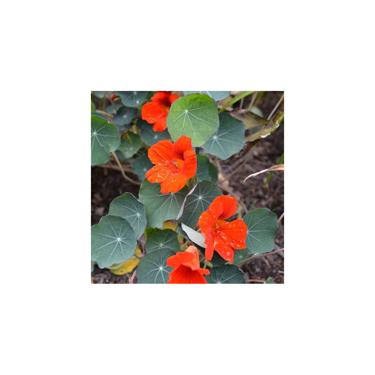 Kapucínka nízka  - Tropaeolum minus - semená kapucínky - semiačka - 2 g