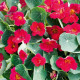 Kapucínka ružová Baby Deep Rose - Tropaeolum minus- semiačká Kapucínky- 1 g