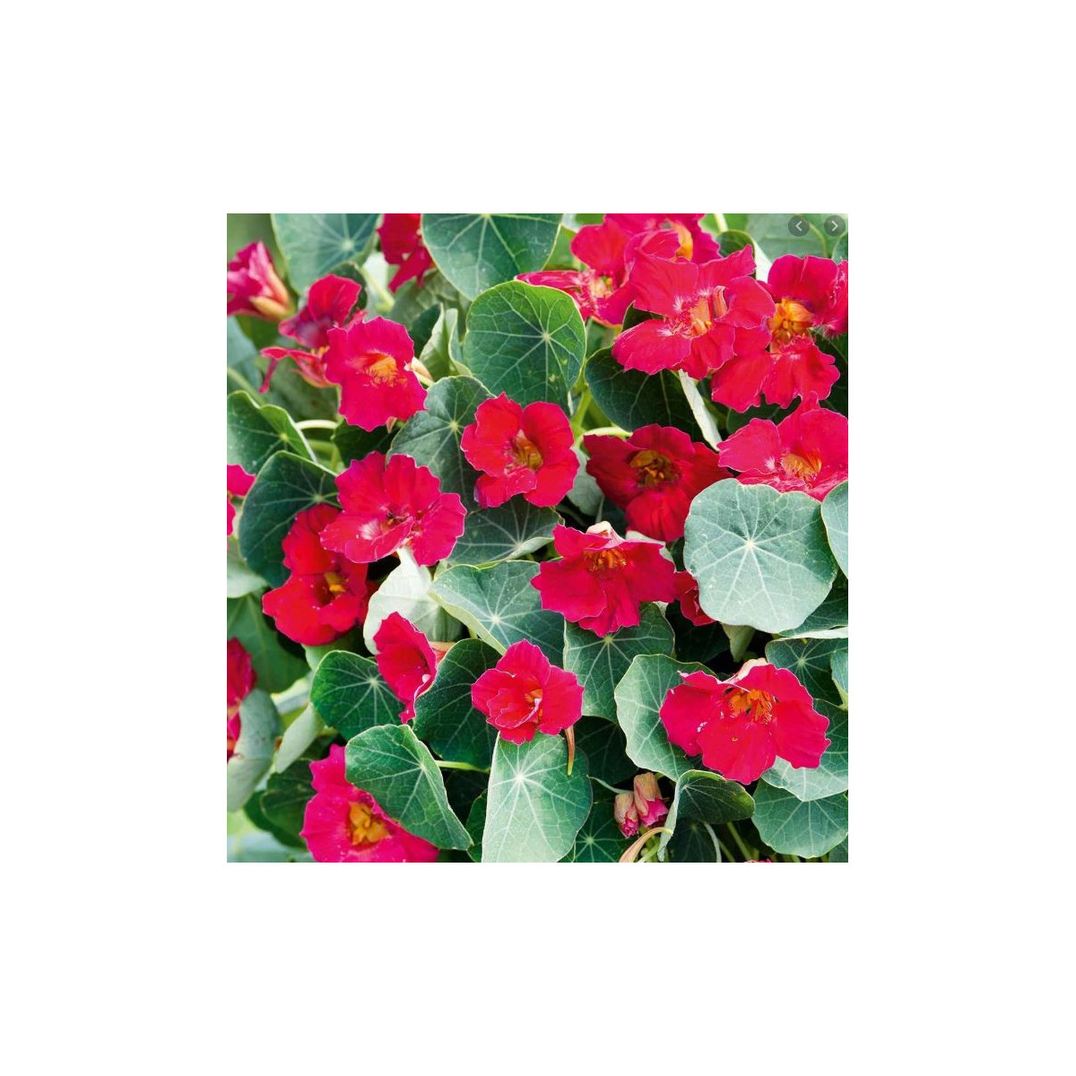 Kapucínka ružová Baby Deep Rose - Tropaeolum minus- semiačká Kapucínky- 1 g