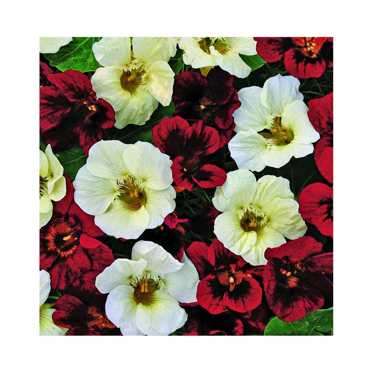 Kapucínka nízka Ebony and Ivory - Tropaeolum minus - semiačka Kapucínky- 1,5 g