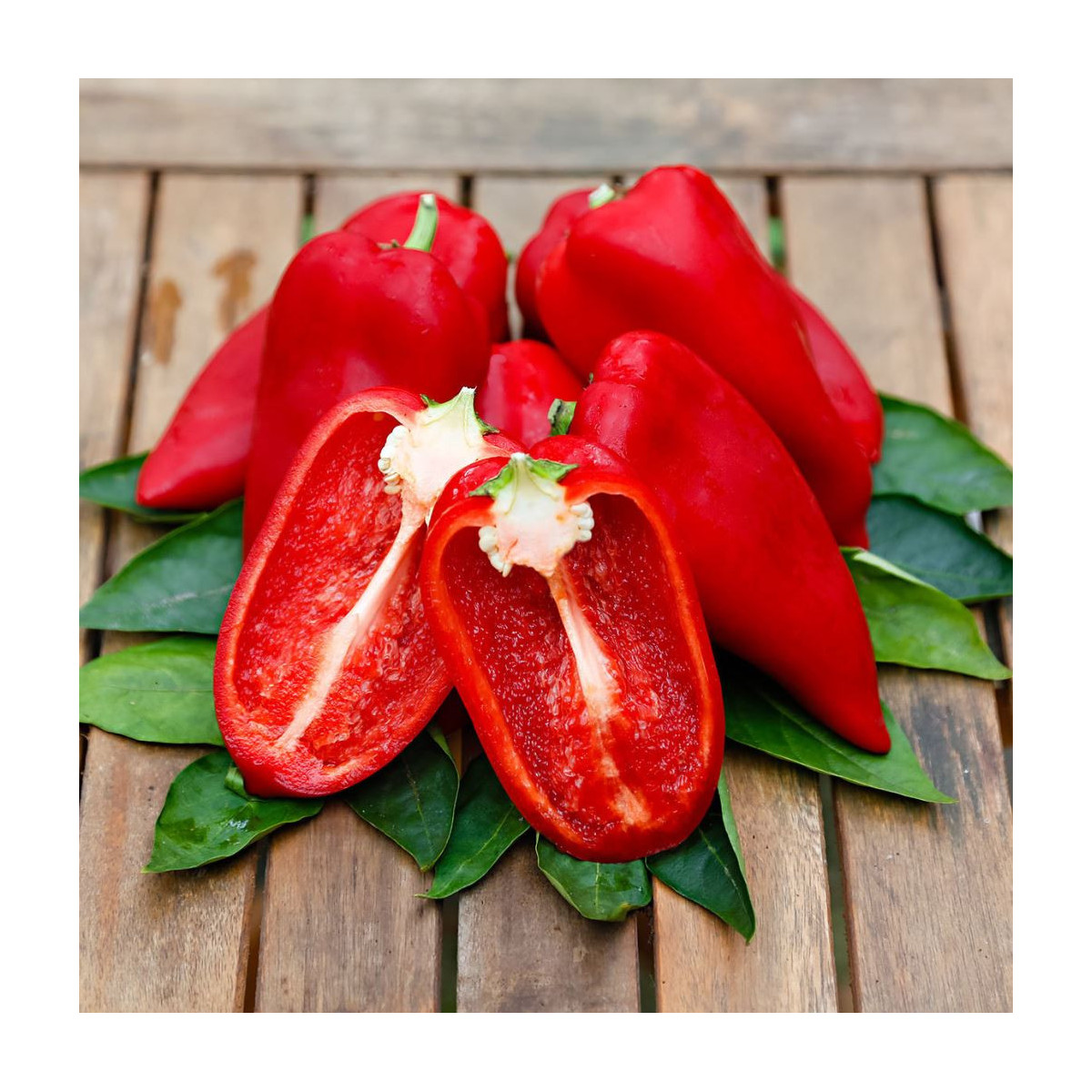Paprika Snacking Red F1 - Capsicum annuum - semená papriky - 5 ks
