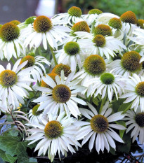 Echinacea purpurová Primadonna White - Echinacea purpurea - semená echinacey - 15 ks