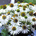 Echinacea purpurová Primadonna White - Echinacea purpurea - semená echinacey - 15 ks